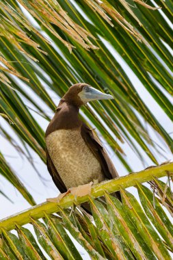      Kahverengi bubi, Sula leucogaster, egzotik kuşlar üzerinde bir Hindistan cevizi ağacı, Fransız Polinezyası 