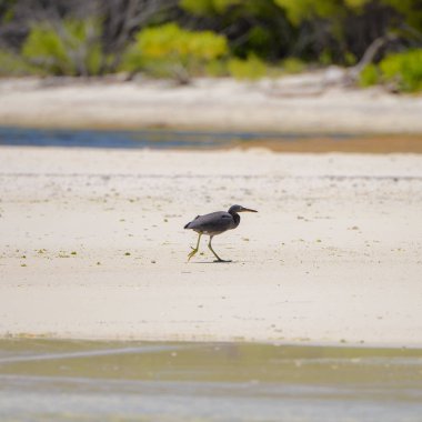      Pasifik resif Heron, siyah Egretta sacra, Fransız Polinezyası, Tetiaroa Adası 