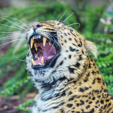     Leopar, Panter, Panthera pardus, güzel hayvan esneme