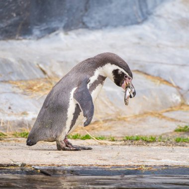     Humboldt Penguin, Spheniscus humboldti, eating fish  clipart