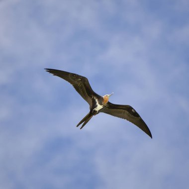     Büyük frigatebird, Fregata küçük, güzel seabird mavi gökyüzünde uçan 