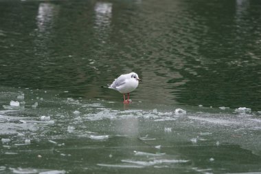 Kışın buz kaplı su birikintisi yüzey üzerinde duran martı 