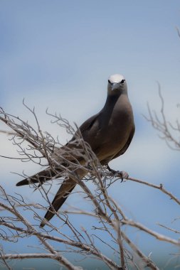     Brown Noddy, kuş, Fransız Polinezyası, Tetiaroa Adası