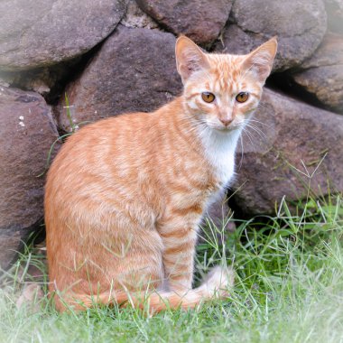 zencefil şirin kedi açık havada 