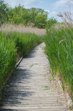 taze yeşil çim çayır ahşap ayak yol yol ile 