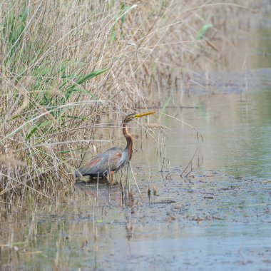     Mor Heron, nehre Ardea purpurea 