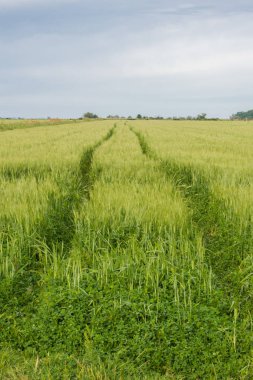 taze yeşil çim çayır 