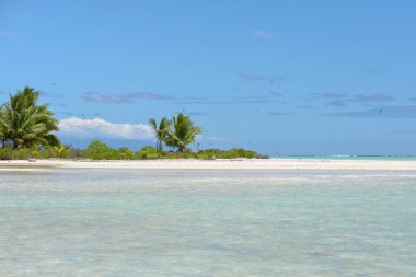     Turkuaz denizde Hindistan cevizi ağacı ile Fransız Polinezyası, egzotik plaj 