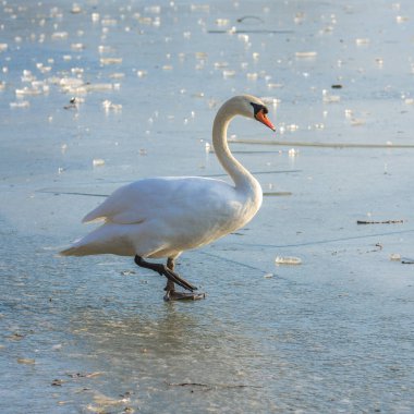      Yürür ve buz gibi bir gölde slaytlar kuğu 
