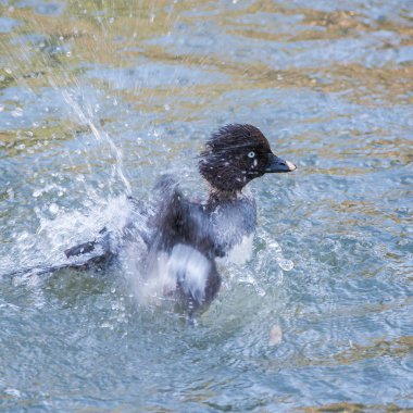     Ortak Goldeneye, ördek göle burundan enfiye şeklinde çekmek 
