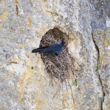     Western küçük karga, Coloeus monedula, siyah kuş, iç içe duvarda bir delik içinde 