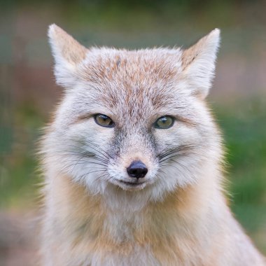     CORSAC tilki, bozkır fox, güzel kafa 