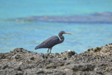      Pasifik resif Heron, siyah Egretta sacra, Fransız Polinezyası, Tetiaroa Adası 
