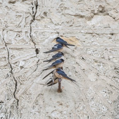     Bahar, eski bir güneş saati üzerinde duvara tünemiş yutar 