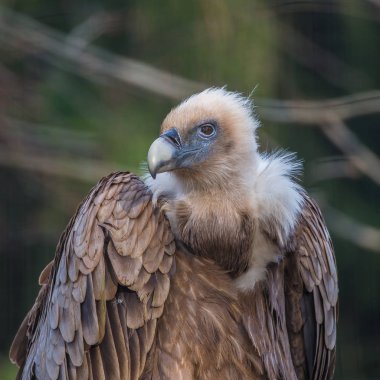     Kızıl akbaba, Gyps fulvus, akbaba 