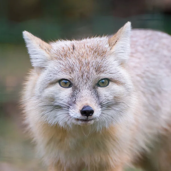 Corsac Fox Stäppen Fox Vackra Huvud — Stockfoto