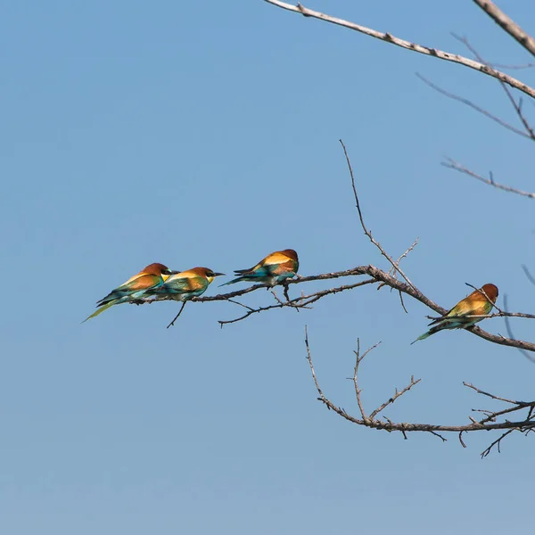 Scharrelaar Coracias Garrulus Kleurrijke Vogels — Stockfoto