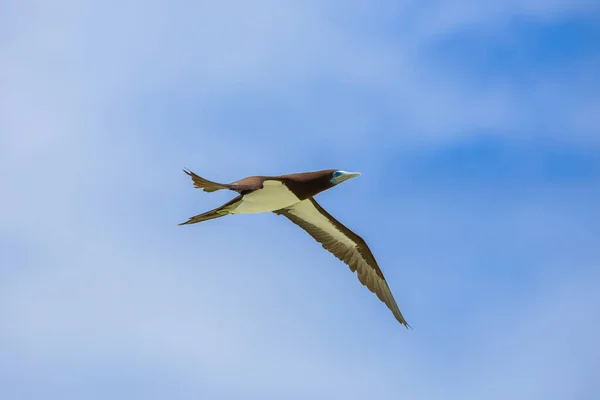 Tette Marroni Sula Leucogaster Uccelli Esotici Albero Cocco Polinesia Francese — Foto Stock