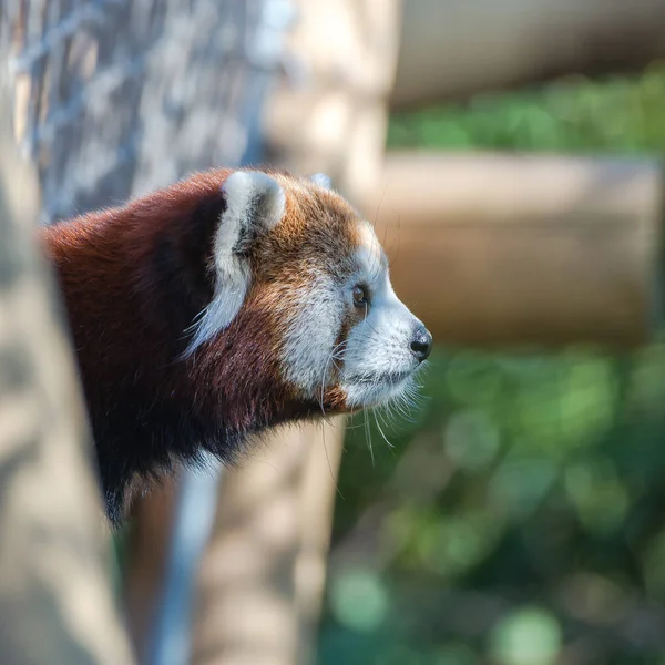 Red Panda Ailurus Fulgens Profile — Stock Photo, Image