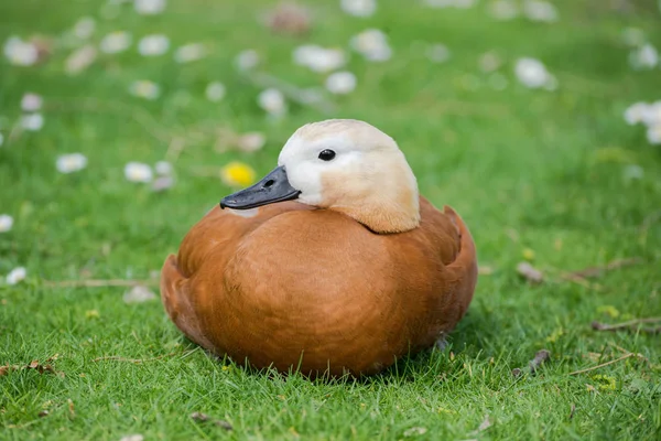 Rostige Schelmenente Orangefarbene Ente Auf Dem Gras Tadorna Ferruginea — Stockfoto