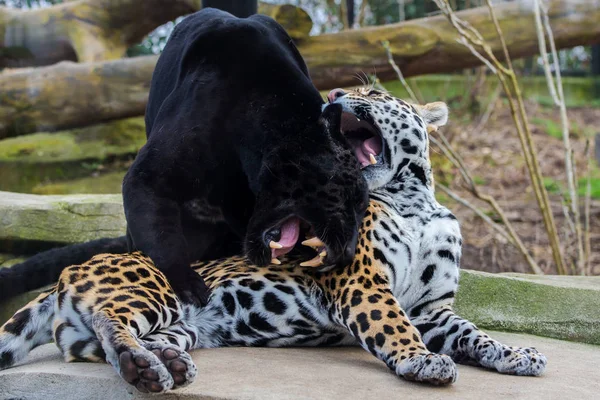 Leopard and black leopard, panthers playing together