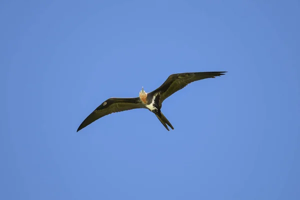 大冷冻鸟 小型的 Fregata 美丽的海鸟在蓝天飞行 — 图库照片