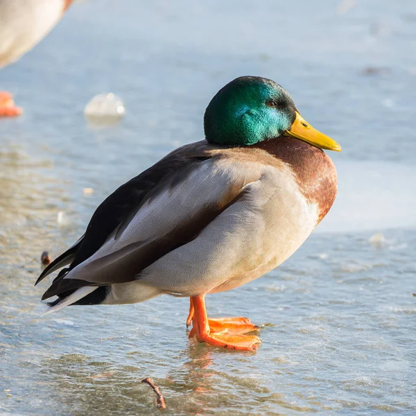 Pato Selvagem Superfície Congelada Lago Inverno Frio — Fotografia de Stock