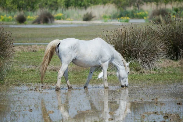 full frame of white horse outdoors, animal in field drinking water from puddle water