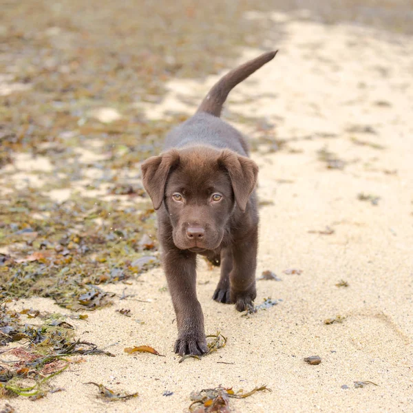 Hund Labrador Choklad Valp Kör Stranden — Stockfoto