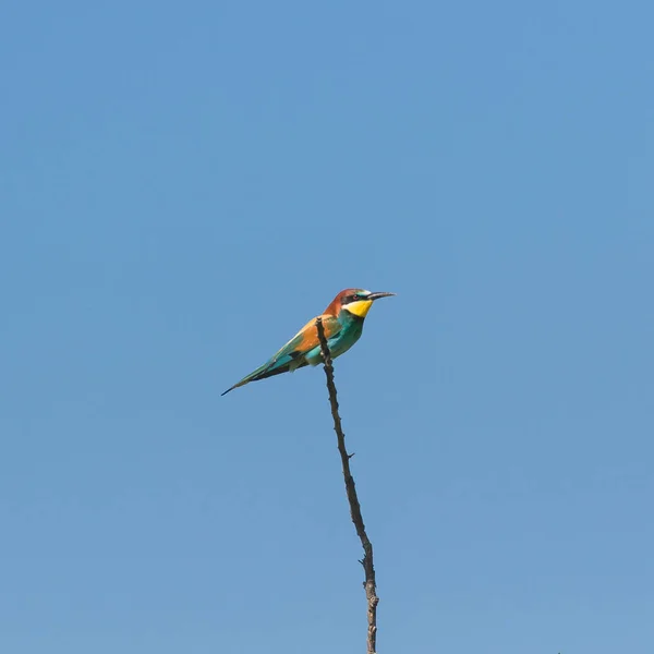 Rullo Europeo Coracias Garrulus Uccelli Colorati — Foto Stock