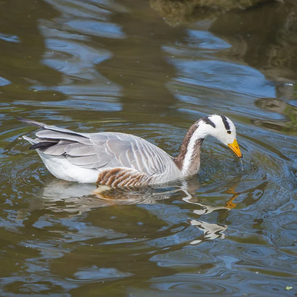 インドガン Anser Indicus 水泳ガチョウ — ストック写真