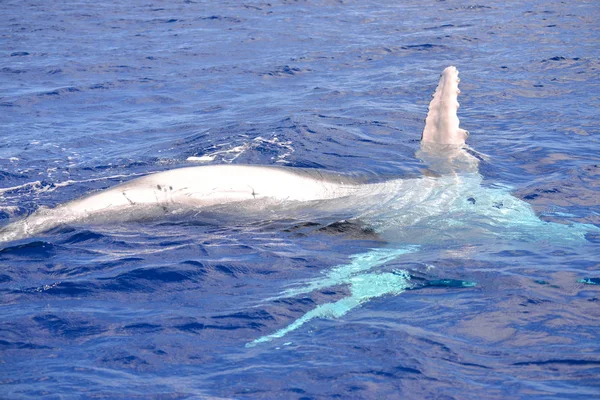 Φάλαινα Μοσχάρι Κολύμπι Στον Ειρηνικό Ωκεανό Γαλλική Πολυνησία — Φωτογραφία Αρχείου