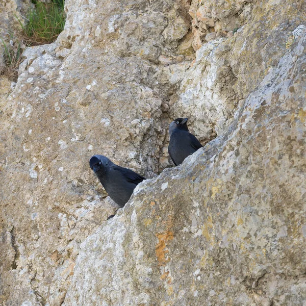 Δυτική Καλιακούδα Coloeus Monedula Μαύρο Πουλί Φωλιά Μια Τρύπα Στον — Φωτογραφία Αρχείου