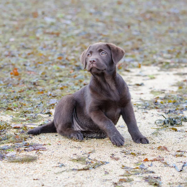 Hund Labrador Valp Sitter Sanden — Stockfoto