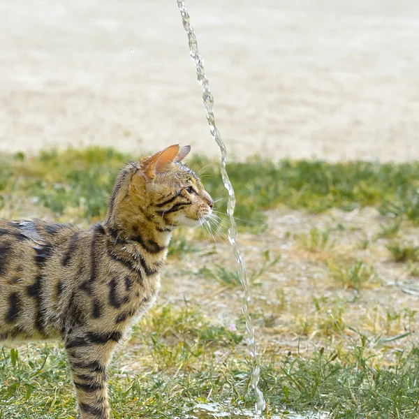 庭に水と遊ぶ若い猫 — ストック写真