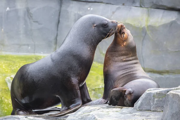 California sea lion, Zalophus californianus, funny animals