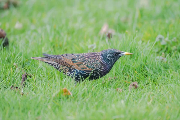 Common Starling, bird eating in the grass