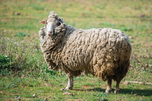 Full Length Sheep Standing Field Grass — Stock Photo, Image