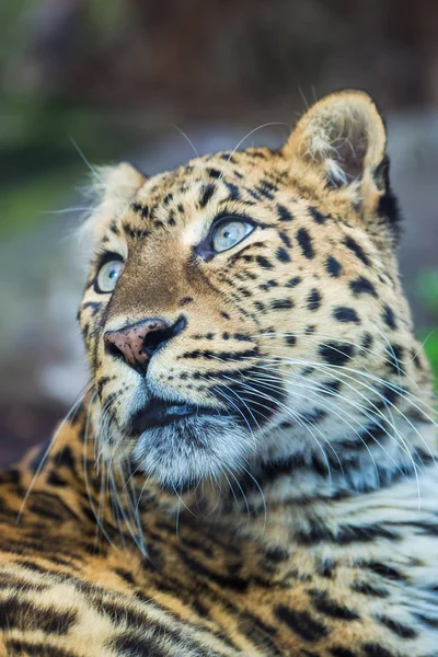 Леопард Пантера Panthera Pardus Красивое Животное Портрет — стоковое фото