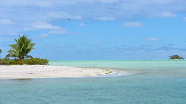Paradise Island Beach Palmy Tyrkysové Moře Vody Francouzské Polynésii Kokosová — Stock fotografie
