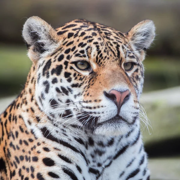 Leopard Panteră Panthera Pardus — Fotografie, imagine de stoc