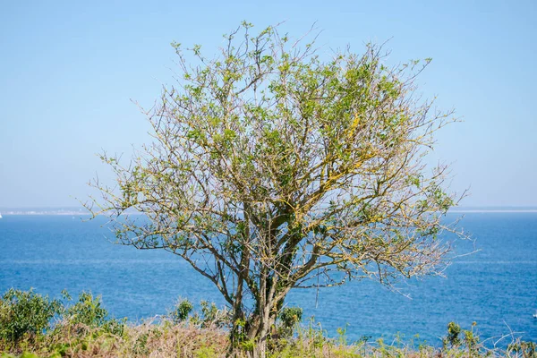 Uma Árvore Que Pendura Mar Ile Groix Bretanha — Fotografia de Stock