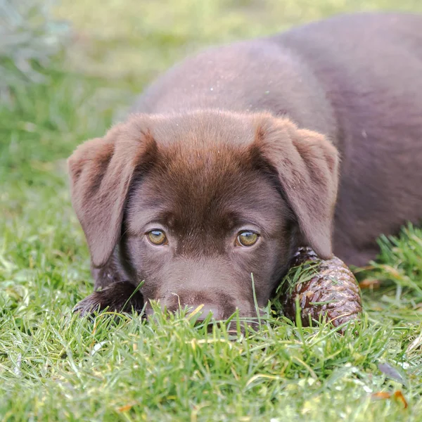 Baby Labrador Welpe Auf Dem Rasen Liegend — Stockfoto