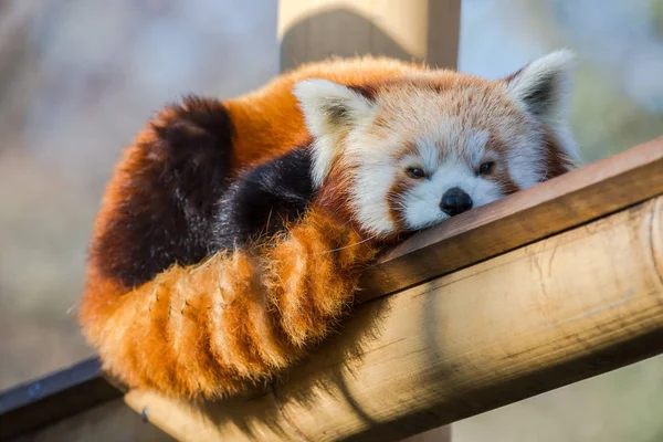 Roter Panda Ailurus Fulgens Auf Einem Bambus Liegend — Stockfoto