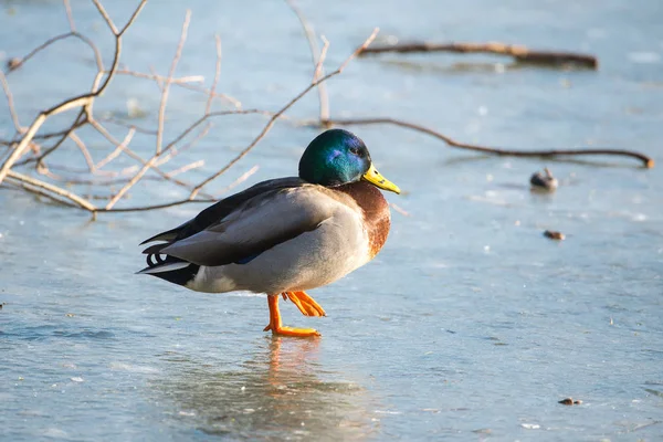 Pato Selvagem Superfície Congelada Lago Inverno Frio — Fotografia de Stock
