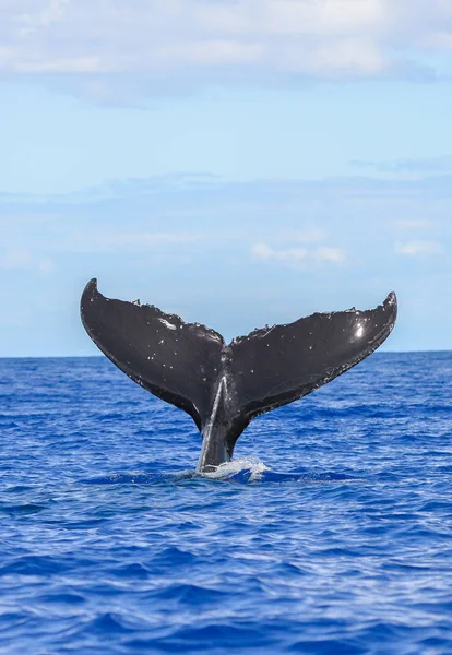 Buceo Ballenas Jorobadas Cola Fuera Del Mar Tahití — Foto de Stock