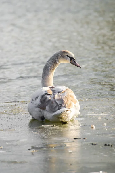 Vista Posteriore Del Giovane Cigno Sulla Superficie Ghiacciata Del Lago — Foto Stock