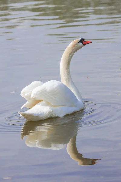 호수에 Swan 날개를 — 스톡 사진