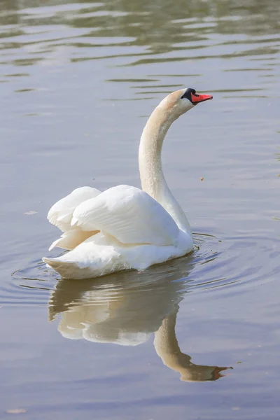 Cigno Sul Lago Ali Spiegate — Foto Stock