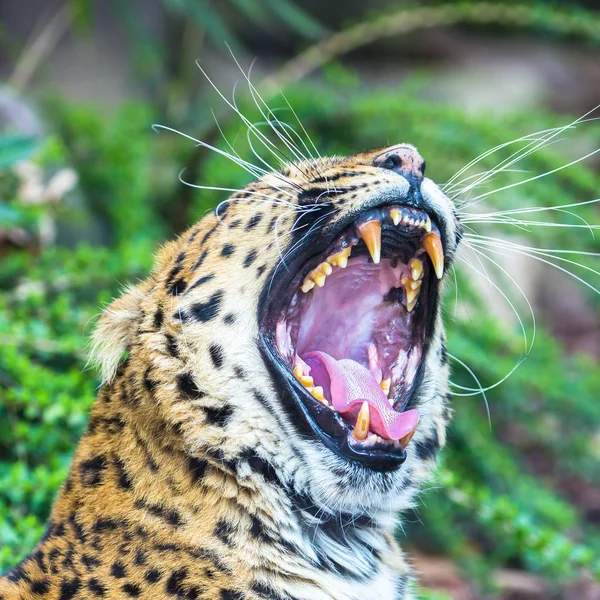 Leopard Panter Panthera Pardus Krásné Zvíře Zíval — Stock fotografie